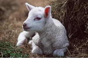 David C Dixon: Texel Lamb, Milk Sheep