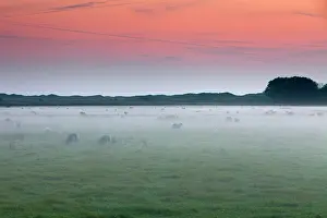 Mists: Texel Sheep