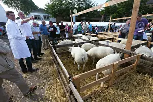 Selling: Texel Sheep