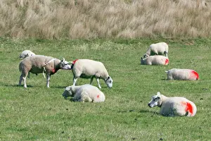 Rams: Texel Sheep
