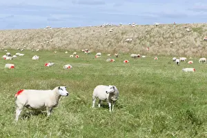 Rams: Texel Sheep