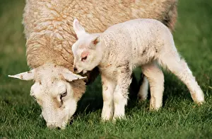 Pastural: Texel SHEEP - Ewe with lamb