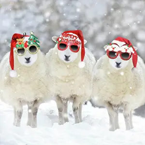 Novelty: Texel Sheep, ewes in snow wearing Christmas hats