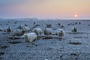 Ewes: Texel Sheep - flock on frost covered pasture at