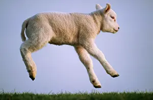 Airbourne: Texel SHEEP - lamb jumping, airbourne, side view