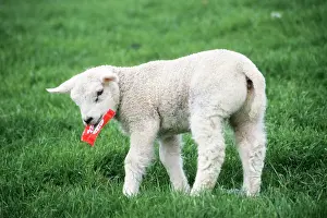 Wrapping: Texel Sheep - lamb playing with chocolate wrapping paper