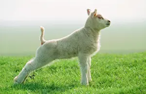 Pastural: Texel SHEEP - lamb stretching
