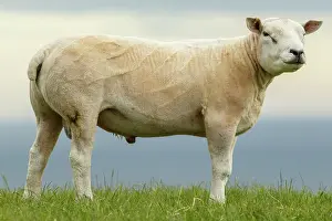 Sctoland: Texel Sheep male on flied Sctoland, United Kingdom