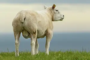 Sctoland: Texel Sheep male on flied Sctoland, United Kingdom