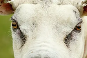 Sctoland: Texel Sheep male portrait Sctoland, United Kingdom