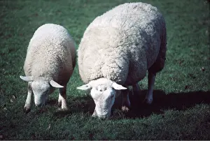 Lambs: Texel Sheep - Mother and lamb