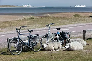Bicycles: Texel Sheep - resting beside bicycles with ships