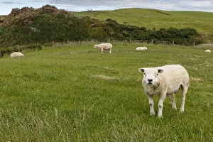 Dyke: Texel Sheep - sheared male on field - Sctoland