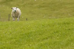Dyke: Texel Sheep - sheared male on field - Sctoland