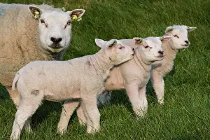 Lamb: Texel sheep, Texelaar, Texel, Netherlands