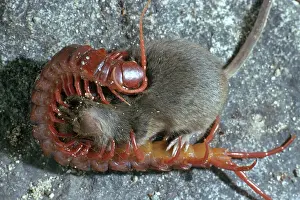 Thai: Thai Centipede