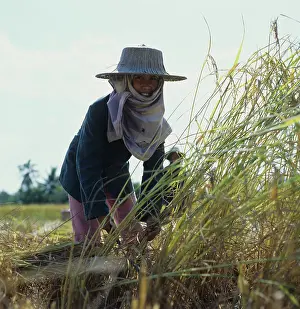 Scarf: Thai girl harvesting rice