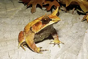 Megophrys: Thai Leaf Frog