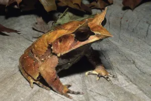 Malayan: Thai Leaf Frog