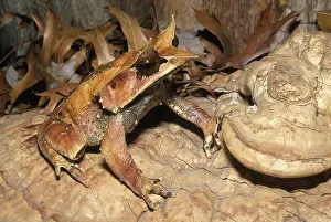 Malayan: Thai Leaf Frog