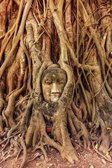 Haseltine: Thailand, Ayutthaya. Wat Mahathat. Buddha head engulfed