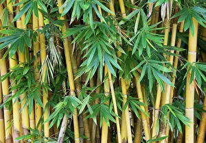 Bamboos: Thailand - Bamboo