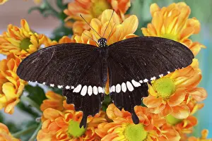 Gavriel: Thailand, Khon Kaen, The Banded Mormon (Papilio