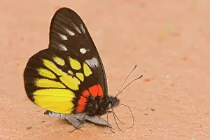 Micro: Thailand, Petchabum, Tung Saleng Luang National