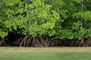 Phuket: Thailand, Phang-Nga National Park. Phang