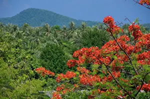 Flame: Thailand, Phuket. Thailand's largest island