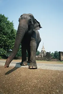 Bartruff: Thailand, Si Satchanalai Historical Park