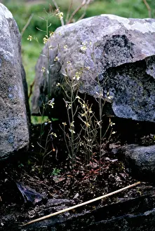 Cress: Thale Cress