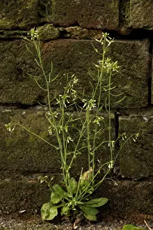 Cress: Thale cress