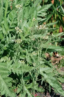 Cress: THALE CRESS