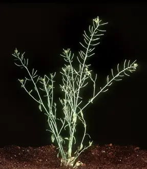 Seeding: Thale cress