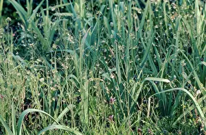 Cress: Thale Cress - Weed amongst Leeks