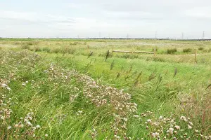 Thames: Thames Grazing Marsh - Summer