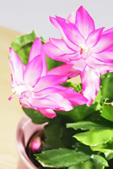 Schlumbergera: Thanksgiving or Christmas Cactus (Zygocactus), Schlumbergera
