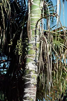 Thatch: Thatch / Kentia Palm - showing fruits