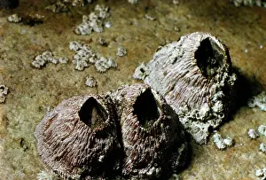 Squamosa: Thatched Barnacles - California