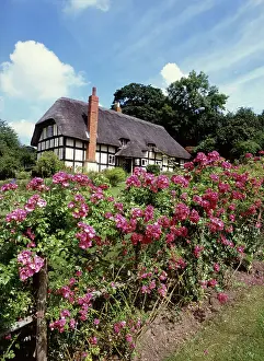 Cottages: Thatched Cottage with Rose garden Eastnor, Herefordshire, UK