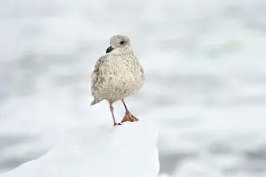 Hokkaido: Thayer's gull
