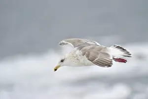 Hokkaido: Thayer's gull