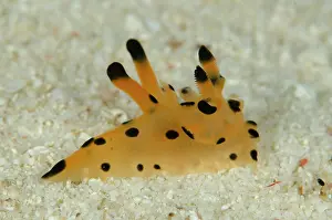 Papua: Thecacera Nudibranch