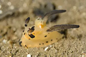 Cerata: Thecacera Nudibranch - on sand - Bulakan dive site