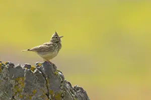 Galerida: Thekla Lark