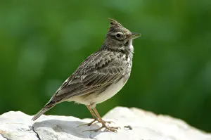 Larks: Thekla Lark