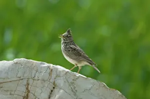 Larks: Thekla Lark