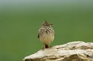 Larks: Thekla Lark