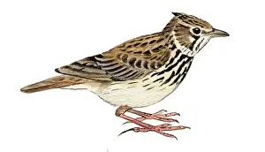 Larks: Thekla Lark